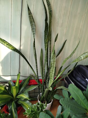Другие комнатные растения: Другие комнатные растения — 10