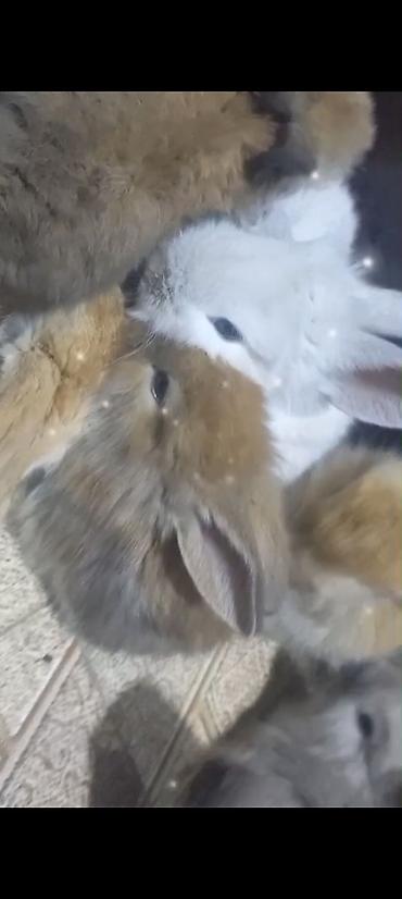 Dovşanlar: Cins ve yerli dovşan balalari. Böyuyen ve boyumeyen. Tek ve top — 10