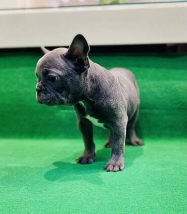 Psi: Zensko stene francuskog buldoga egzotične plave boje bez tigrine na lalafo.rs — 3 Psi: Zensko stene francuskog buldoga egzotične plave boje bez tigrine — 3