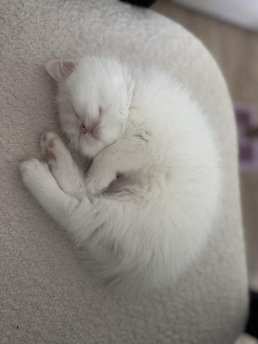 Кошки: Шотландская, Самка, В добрые руки, Самовывоз — 2