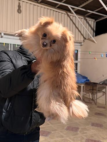 İtlər: Şpitz, 1 il, Erkek, Peyvəndli — 8