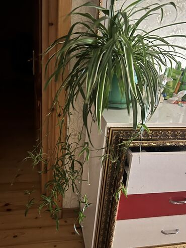 Xalçalar: Xalça -da lalafo.az — 24 Xalçalar: Xalça — 24