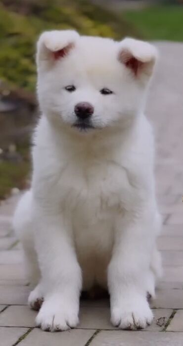 itləri: Akita-inu, 4 ay, Dişi, Sənədli, Ödənişli çatdırılma