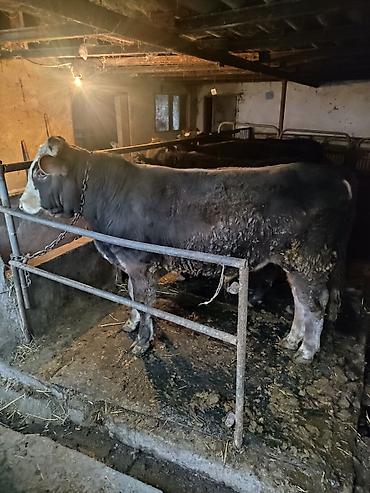 Коровы, быки: Продаю | Бык (самец) | На откорм | Привязанные — 12