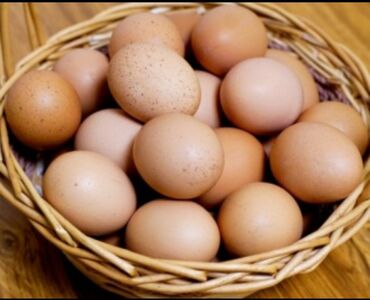 животных: Домашние яйцо продам