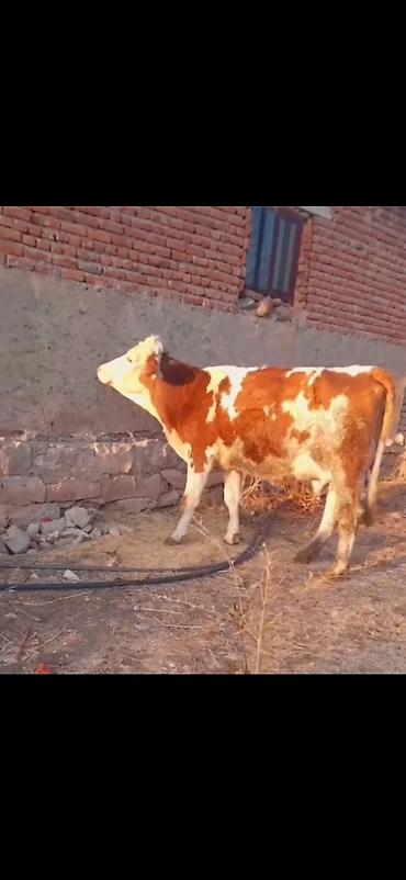 Inəklər, öküzlər: Simental tipli inək və balası - Rəng: qırmızı-ağ alaca - Ana inək -da lalafo.az — 4 Inəklər, öküzlər: Simental tipli inək və balası - Rəng: qırmızı-ağ alaca - Ana inək — 4