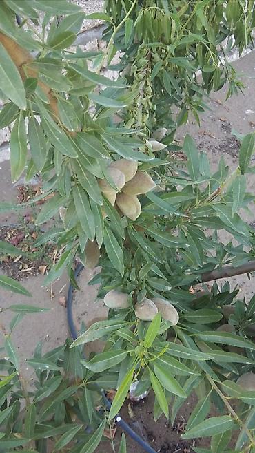 mida satis: 12 sot, Tikinti, Barter mümkündür — 2