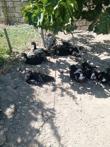 Ördəklər: Dişi, | Lal ördək, Damazlıq, Ünvandan götürmə