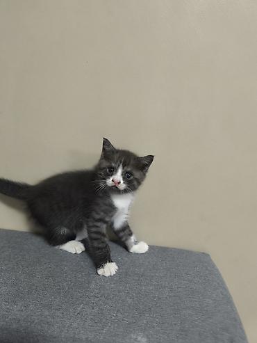 кошка скотиш: Скотиш Страйт (Шотландская прямоухая), 2 месяца, Мальчик, Биколор — 1