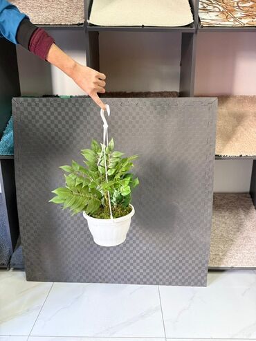 Otaq bitkiləri: Asma saksıda dekorativ yaşıl bitki - Ağ rəngli asma plastik saksı -da lalafo.az — 43 Otaq bitkiləri: Asma saksıda dekorativ yaşıl bitki - Ağ rəngli asma plastik saksı — 43