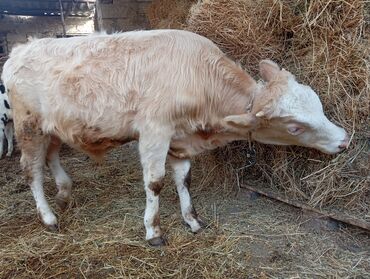 Dana, buzov: Damazlıq ve etlik danalar satılır unvan bine — 5