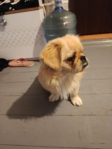 it tuklu: Pekines, 6 ay, Erkək, Peyvəndli, Ödənişli çatdırılma — 3