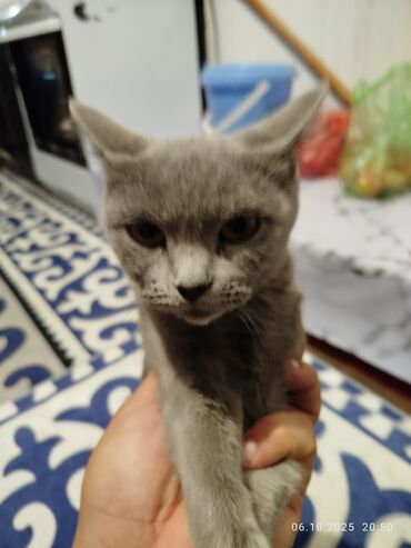 домашняя кошка: Мальчик