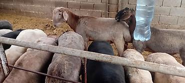 Баран, овца: Продаю | Баран (самец) | Для разведения — 10