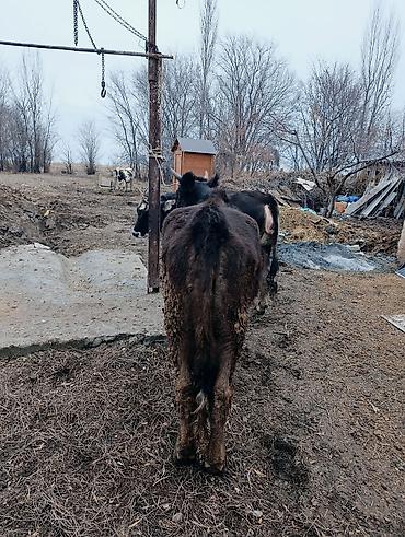 Коровы, быки: Продаю | Корова (самка) | Для молока | После отела — 8