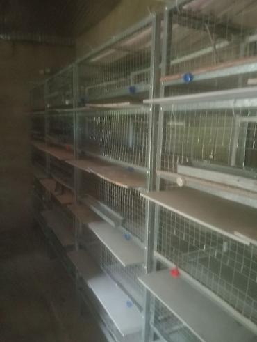 yarasa yuvasi aliram: Sənaye tipli quşçuluq qəfəs sistemi - Material: sinklənmiş metal — 2