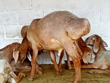 баран дорпер: Бараны Арашан все кочкоры 3месяца чистокровные линия, всё есть, линия