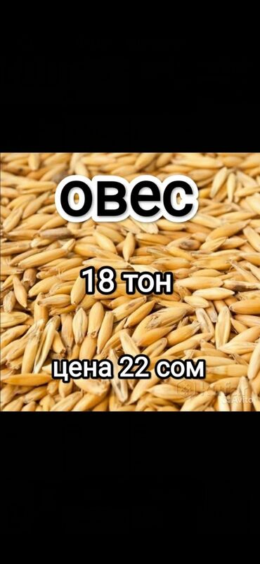 кыргыз корм бишкек: Овсёс 
местный 18 тон