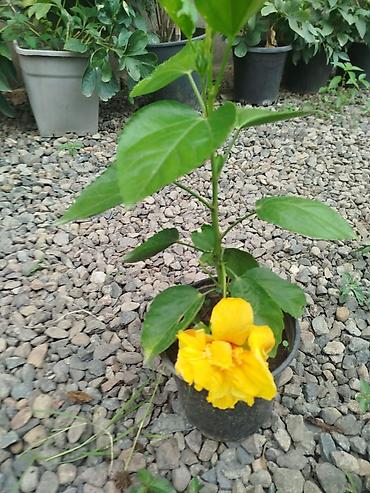 kol bitkiləri: Hibiskus (Çin qızılgülü) saksı bitkisi - Parlaq qırmızı, iri və — 4