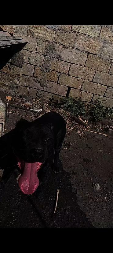gencede itler: Pitbul, 1 il, Erkək, Peyvəndli — 2