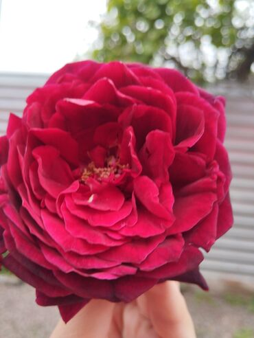 Şitillər: Məhsul: Gül kolları (qızılgül) Təsvir: - Şəkillərdə müxtəlif rəng və — 1