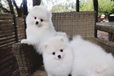 We have very healthy Pomeranian puppies available for adoption. The