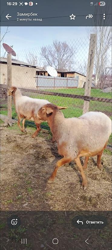 Баран, овца: Продаю | Баран (самец) | Для разведения — 1