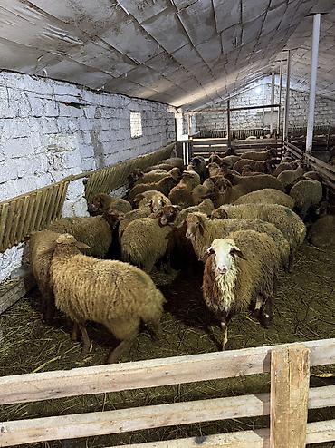 qurbanlıq heyvanlar: Quzu, Erkək, ay: 5, 35 kq, Ətlik, Ünvandan götürmə — 7