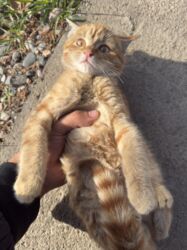 дом для кош: Мышык бекер берилет: Породасыз, 4 айлык, Эркек