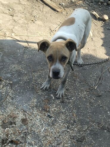 Продажа собак: Алабай, 7 месяцев, Самка, С прививкой, С родословной — 7