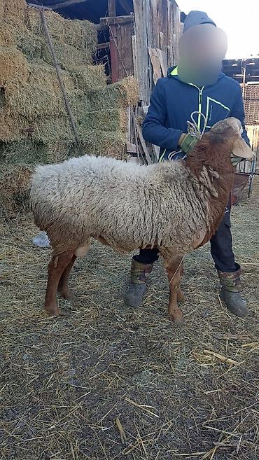Баран, овца: Продаю | Баран (самец) | Гиссарская | На забой, Для разведения | Осеменитель — 8