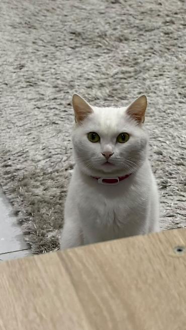 кошка купить: Более 5 лет, Девочка, Кастрирована, Приучена к лотку, Проглистована — 1