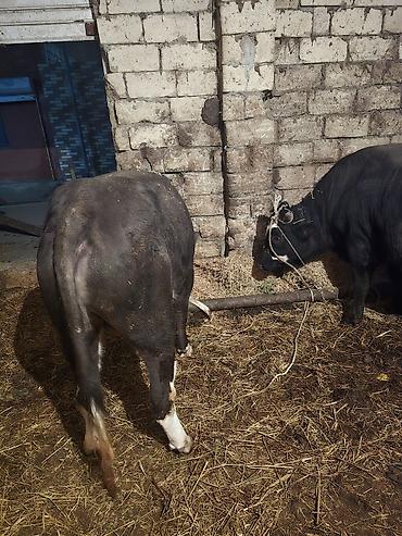 Inəklər, öküzlər: Heyvanlar satılır - Növ: iribuynuzlu mal-qara - Şəkillərdə iki baş — 7