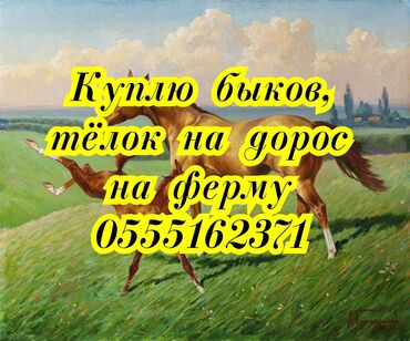 койон сатылат: Сатып алам | Уйлар, букалар, Жылкылар, аттар | Күнү-түнү, Бордоп семиртүү үчүн, Өзү алып кетүү