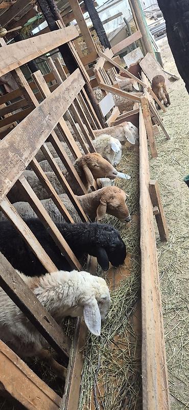 Баран, овца: Продаю | Овца (самка), Ягненок, Баран (самец) — 10