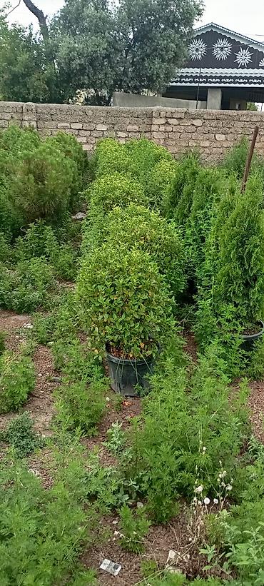 velosibet sekilleri: Thuja və dekorativ kollar – qablarda - Növlər: şam ağacı tipli — 3