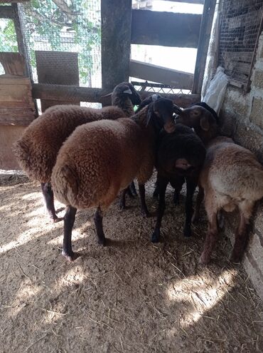 Qoyunlar, qoçlar: Erkək, Qala, il: 1, 75 kq, Damazlıq, Ünvandan götürmə -da lalafo.az — 2 Qoyunlar, qoçlar: Erkək, Qala, il: 1, 75 kq, Damazlıq, Ünvandan götürmə — 2