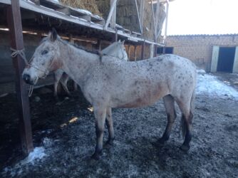 купить кролик декоративный: Другие животные