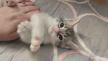 Продажа кошек: Котята домашние, ласковые и игривые.отдам даром котят в хорошие — 4