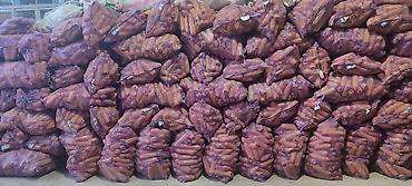 кара кой: Мака(Жүгөрү)сатылат,Ош шаарында,Жакшы кургаган капталган даяр жакшы — 5