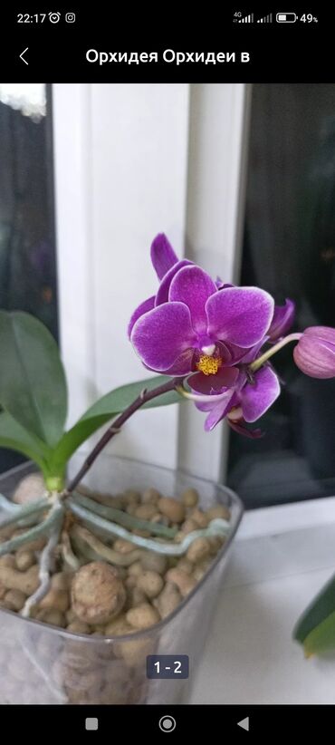 орхидеи бишкек: Семена и саженцы Самовывоз
