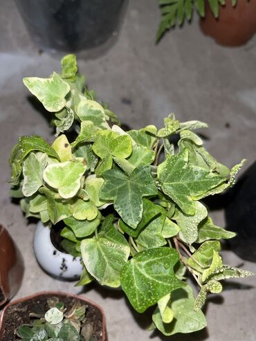 Другие услуги: Продаю цветы😍 Очень много разных 🪴🎋🍃🌱 Антуриумы Спатифиллум Алоказия — 19