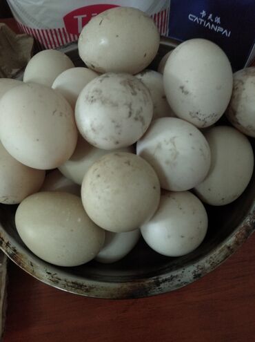 бойцовые птицы: Яйца утиные для инкубации