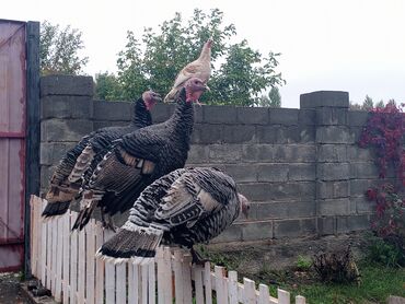 Птицы: 2 ки эркек3 ургаачы срчно сатам