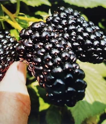 Другие товары для дома и сада: Ежевика, малина Натчез Блек Жем, кочоттору сатылат казып берем — 1
