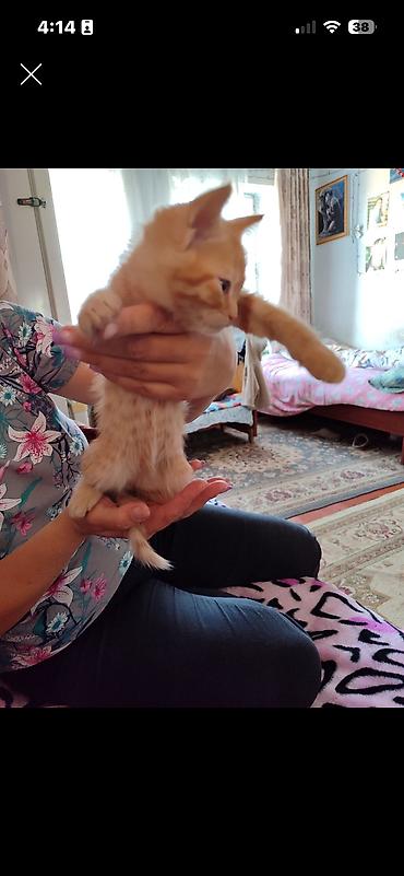 эр: 4 месяца, Мальчик, Метис, Приучена к лотку, Проглистована — 3