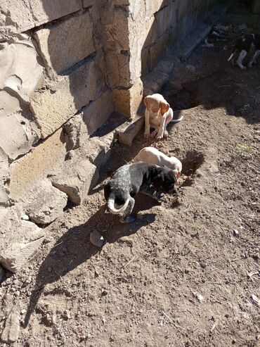 İtlər: Alman qısatüklü ov iti (German Shorthaired Pointer) balaları - Nəsil — 8