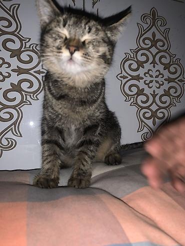 Животные: Милый полосатый котёнок. Небольшой котёнок с короткой шерстью и — 3