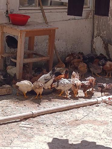 K/t heyvanları və malları: Toyuq cücələri, Damazlıq — 3