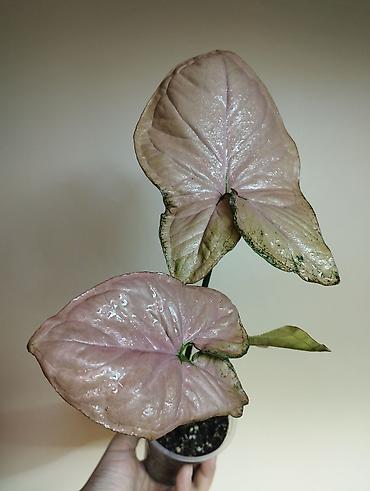 Папоротники: В продаже : Папоротник Тигр, Сингониум Орм Нак, Хойя New Moon — 5